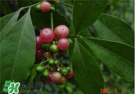 油柑葉枕頭適合嬰兒嗎?油柑葉枕頭功效 油柑葉枕頭適合嬰兒嗎?油柑葉枕頭功效