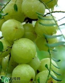 油柑葉枕頭適合嬰兒嗎?油柑葉枕頭功效 油柑葉枕頭適合嬰兒嗎?油柑葉枕頭功效