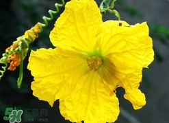 南瓜花有什么作用？南瓜花的作用及禁忌