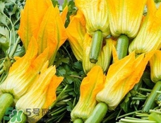 南瓜花花蕊能吃嗎？南瓜花是雌雄同株嗎