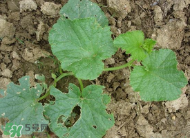 梨瓜怎么種植？梨瓜什么時(shí)候種植？