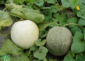 梨瓜怎么種植？梨瓜什么時(shí)候種植？