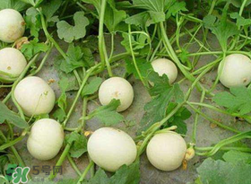 梨瓜怎么種植？梨瓜什么時(shí)候種植？