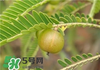 油柑是什么?油柑怎么腌制好吃? 油柑是什么?油柑怎么腌制好吃?