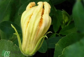 南瓜花怎么洗？南瓜花怎么處理