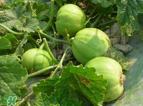 梨瓜是發(fā)物嗎？梨瓜是不是發(fā)物？