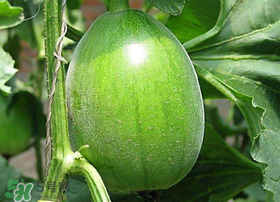 梨瓜是發(fā)物嗎？梨瓜是不是發(fā)物？