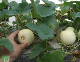 梨瓜是發(fā)物嗎？梨瓜是不是發(fā)物？