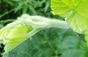 南瓜葉怎么處理？南瓜葉怎么炒？