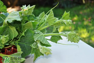 南瓜葉怎么處理？南瓜葉怎么炒？