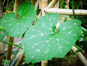 南瓜葉可以生吃嗎？南瓜葉能不能生吃？