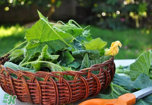 南瓜葉可以生吃嗎？南瓜葉能不能生吃？