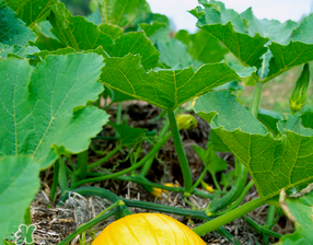 南瓜葉可以生吃嗎？南瓜葉能不能生吃？