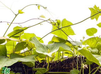 南瓜藤泡水喝能治結(jié)石嗎？南瓜藤泡水喝的功效