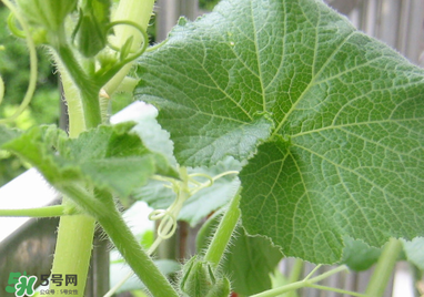 南瓜藤泡水喝能治結(jié)石嗎？南瓜藤泡水喝的功效