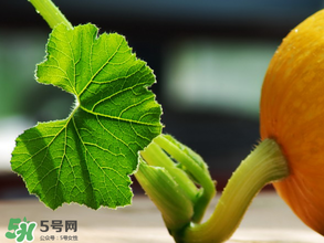 南瓜藤泡水喝能治結(jié)石嗎？南瓜藤泡水喝的功效