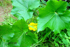 南瓜藤可以炒雞蛋嗎?南瓜藤能不能炒雞蛋? 南瓜藤可以炒雞蛋嗎?南瓜藤能不能炒雞蛋?