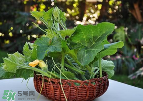 南瓜藤可以炒雞蛋嗎?南瓜藤能不能炒雞蛋? 南瓜藤可以炒雞蛋嗎?南瓜藤能不能炒雞蛋?