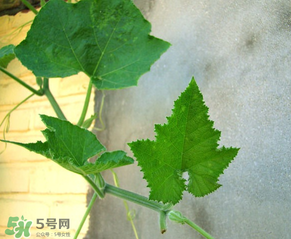 南瓜藤可以炒雞蛋嗎?南瓜藤能不能炒雞蛋? 南瓜藤可以炒雞蛋嗎?南瓜藤能不能炒雞蛋?