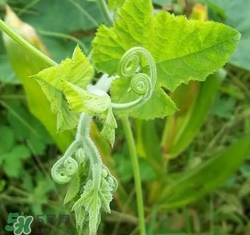 南瓜藤可以炒雞蛋嗎?南瓜藤能不能炒雞蛋? 南瓜藤可以炒雞蛋嗎?南瓜藤能不能炒雞蛋?