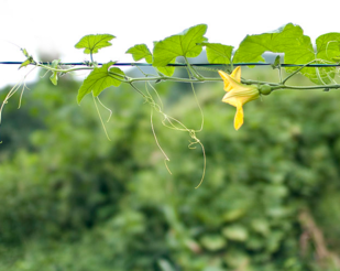 南瓜藤可以和蝦一起吃嗎?南瓜藤和什么相克? 南瓜藤可以和蝦一起吃嗎?南瓜藤和什么相克?