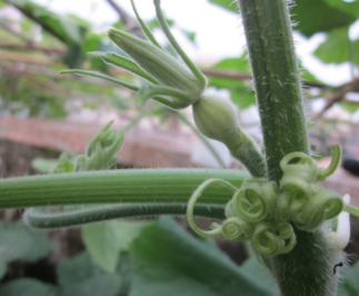 南瓜藤可以和蝦一起吃嗎?南瓜藤和什么相克? 南瓜藤可以和蝦一起吃嗎?南瓜藤和什么相克?