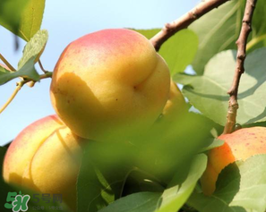 喝茶能吃杏嗎？喝茶可以吃杏嗎？