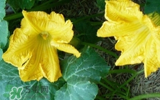 南瓜花花蕊能吃嗎？南瓜花是雌雄同株嗎