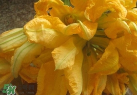 南瓜花可以吃嗎？南瓜花怎么吃