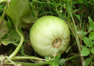 梨瓜是發(fā)物嗎？梨瓜是不是發(fā)物？