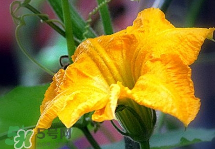 南瓜花有什么作用？南瓜花的作用及禁忌