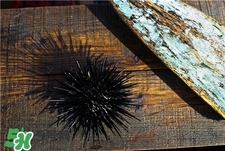 海膽是什么?海膽的營(yíng)養(yǎng)價(jià)值 海膽是什么?海膽的營(yíng)養(yǎng)價(jià)值