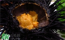 海膽是什么?海膽的營(yíng)養(yǎng)價(jià)值 海膽是什么?海膽的營(yíng)養(yǎng)價(jià)值