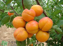 黃油桃多少錢一斤？黃油桃好吃嗎？