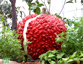 荔枝空腹吃有什么危害？為什么空腹吃荔枝不好？