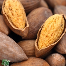 香榧是什么?香榧子有什么價(jià)值 香榧是什么?香榧子有什么價(jià)值