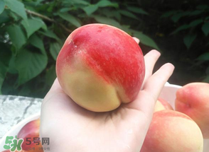 毛桃熱量高嗎？一個毛桃的熱量