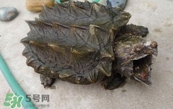 鱷龜為什么不能放生？鱷龜咬人嗎？