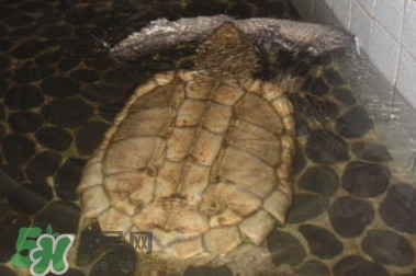 鱷龜多少錢一只？鱷龜多少錢一斤2017？