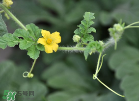 七月份可以種西瓜嗎？7月份可以種西瓜嗎？