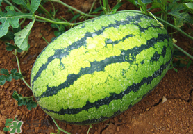 七月份可以種西瓜嗎？7月份可以種西瓜嗎？