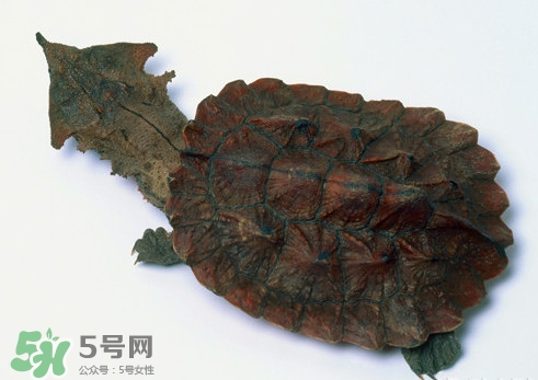 鱷龜可以吃嗎？鱷龜好吃嗎