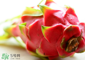 七月份可以種火龍果嗎？火龍果什么時候種植？