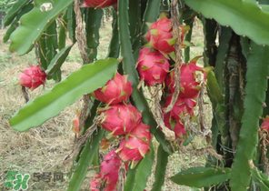 七月份可以種火龍果嗎？火龍果什么時候種植？