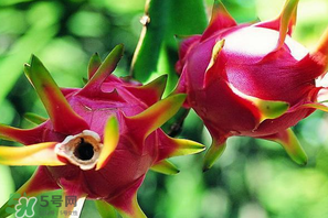 七月份可以種火龍果嗎？火龍果什么時候種植？