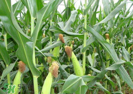 7月份可以種玉米嗎？7月份種什么玉米？