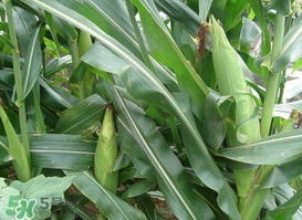 7月份可以種玉米嗎？7月份種什么玉米？