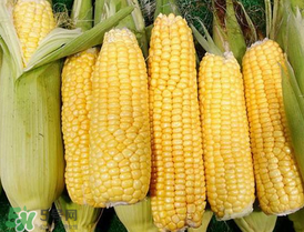 7月份可以種玉米嗎？7月份種什么玉米？