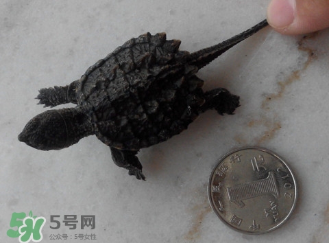 鱷龜是保護動物嗎？鱷龜是外來物種嗎