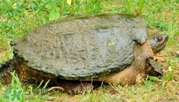 鱷龜是深水龜嗎？鱷魚龜是淡水龜還是海水龜